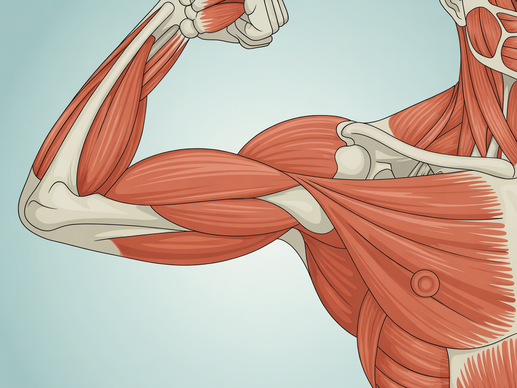 Infográfico detalhado da anatomia do ombro, mostrando as três cabeças do deltoide, o manguito rotador e músculos auxiliares como o trapézio.